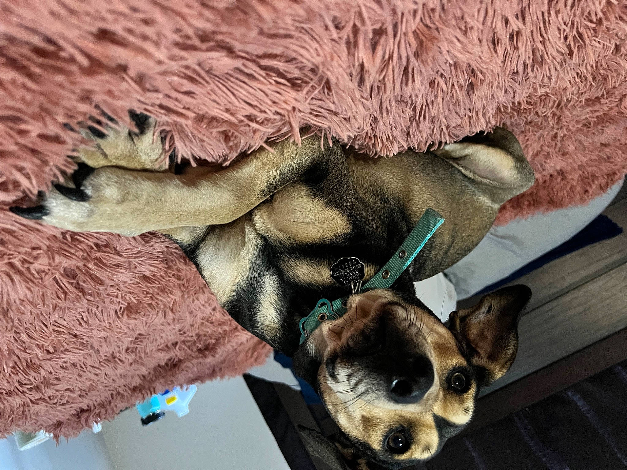 Zoei joined the competition — help win amazing prizes! art, canidae, carnivore, chihuahua, companion_dog, dog, dog_breed, dog_supply, fawn, fur, snout, sporting_group, sunglasses, tail, terrestrial_animal, toy_dog, vertebrate, whiskers, wildlife, working_animal