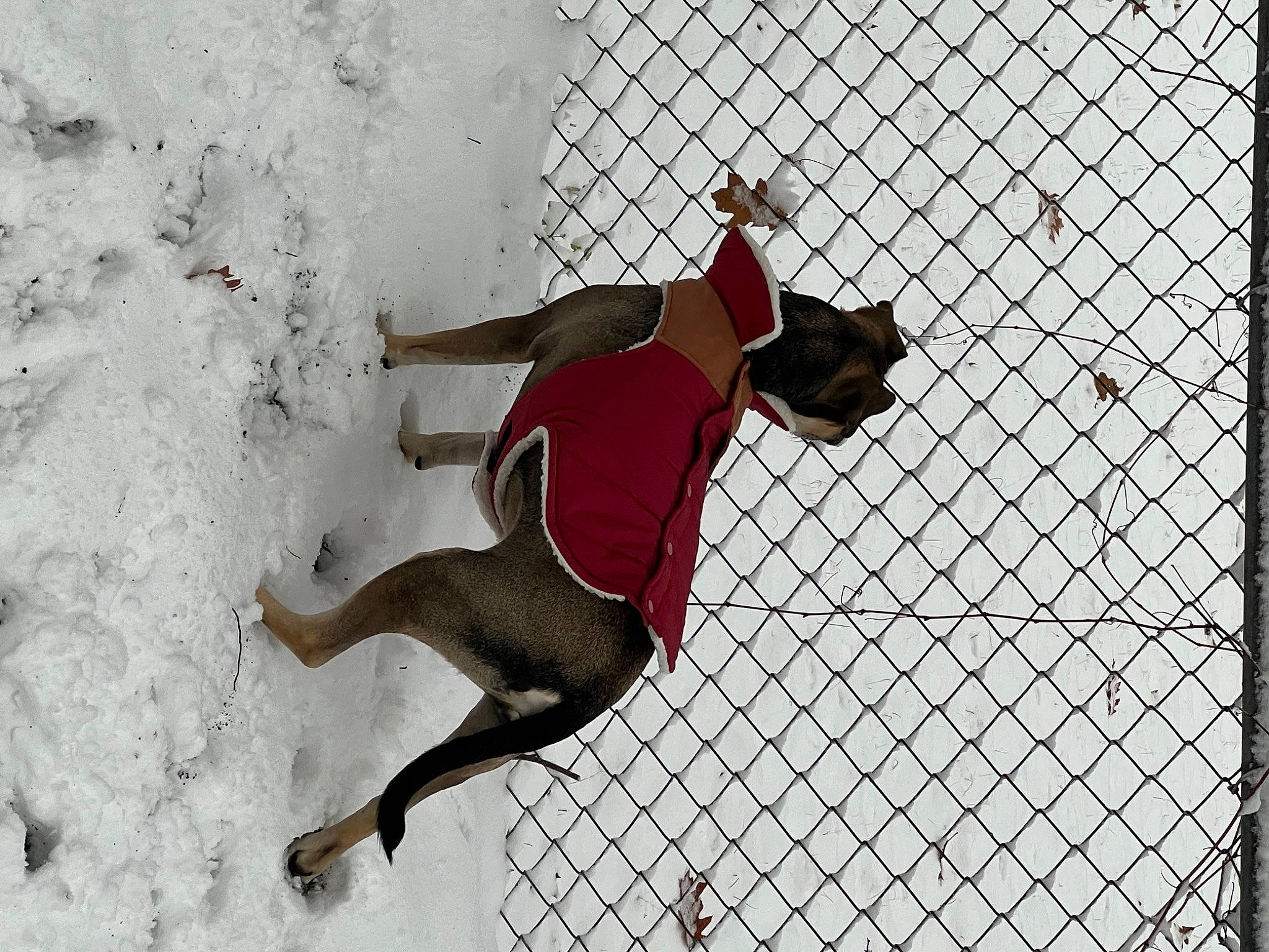 Zoei joined the competition — help win amazing prizes! art, carmine, chain_link_fencing, dog, extreme_sport, fence, fictional_character, illustration, knee, mesh, net, painting, pattern, recreation, snow, sports, tail, thigh, visual_arts, wire_fencing
