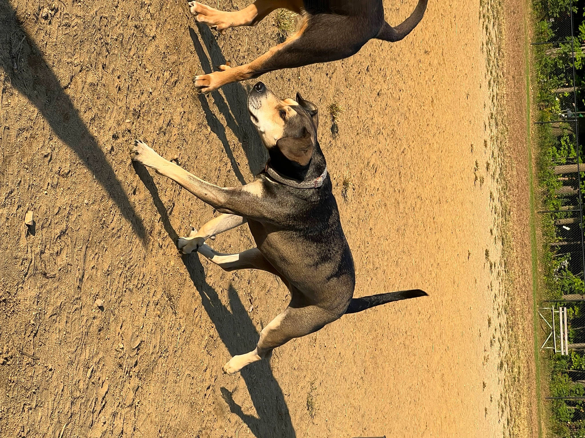 Zoei is registered to the contest to win money with this photo: adaptation, elbow, fawn, grass, human_leg, landscape, plant, recreation, shadow, snout, soil, tail, terrestrial_animal, tints_and_shades, tree, trunk, vertebrate, wildlife, wood, working_animal