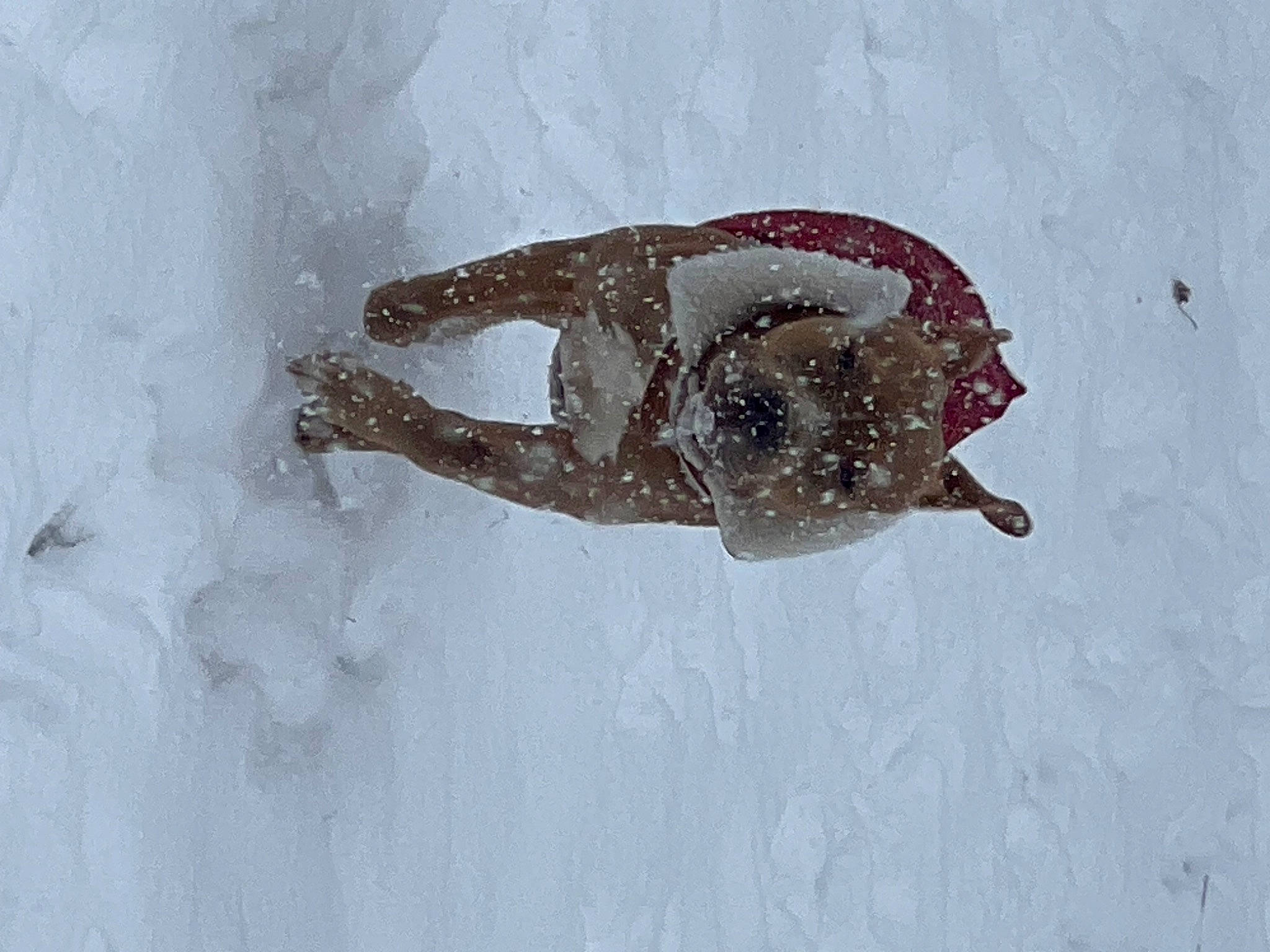 Hendrix is registered to the contest to win money with this photo: art, fashion_accessory, freezing, fun, gesture, happy, head, personal_protective_equipment, recreation, snow, tail, visual_arts, winter