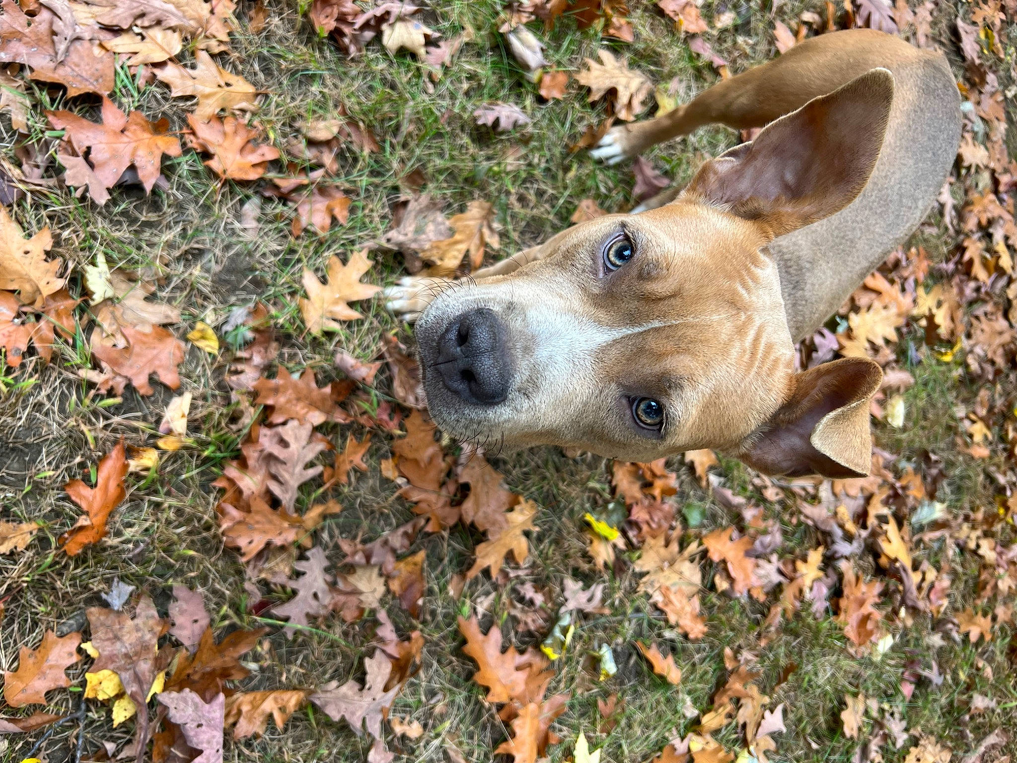 Hendrix joined the competition — help win amazing prizes! autumn, canidae, carnivore, companion_dog, deciduous, dog, dog_breed, fawn, grass, groundcover, plant, street_dog, terrestrial_animal, whiskers