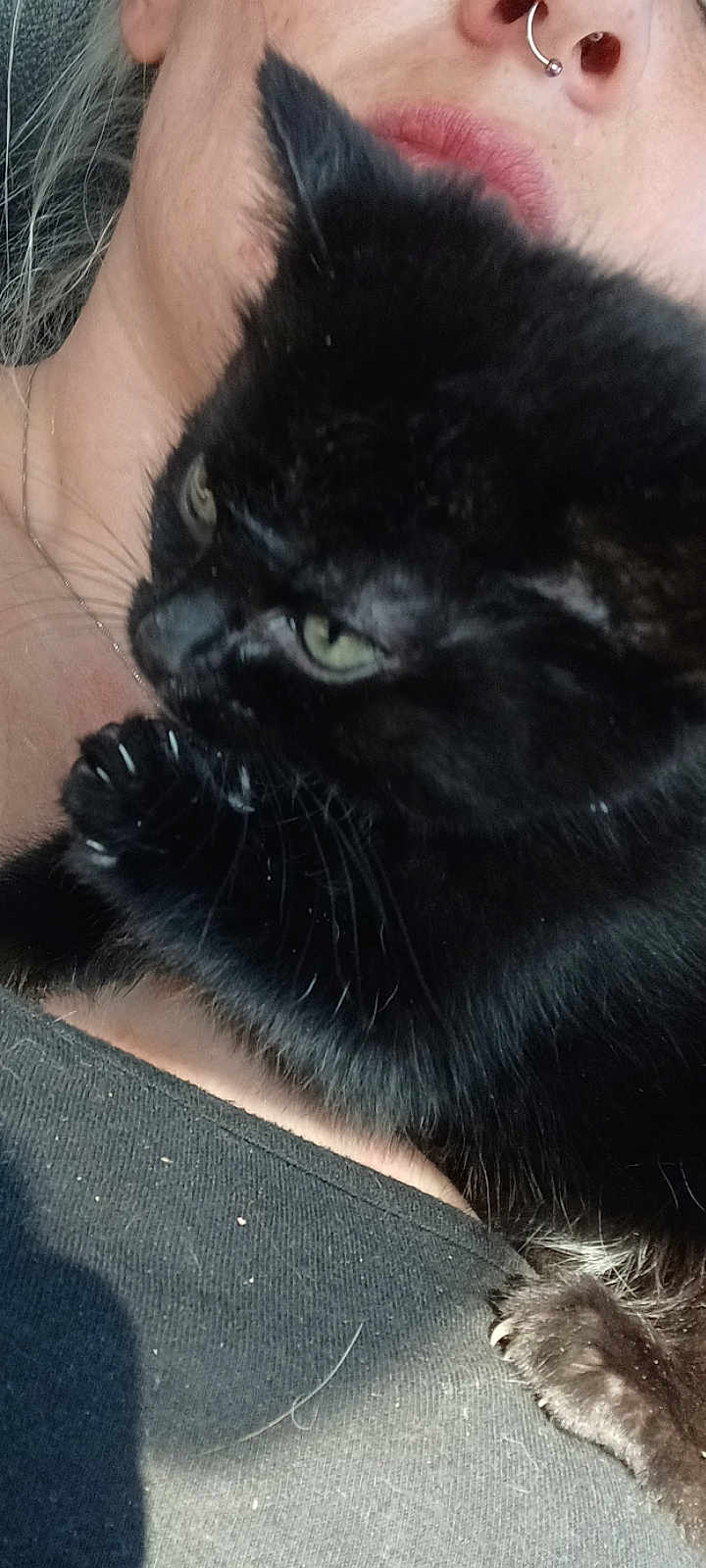 Nala joined the competition — help win amazing prizes! black_cat, cat, pet, animal, close_up, person, face, nose_piercing, paw, claws, fur, green_eyes, holding, indoor, portrait, cute, feline, whiskers, human, skin