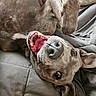 dog, playful, mouth_open, teeth, tongue, gray_blanket, pet, canine, lying_down, closeup, happy, cute, ears, fur, animal, domestic_animal, portrait, indoor, relaxed, friendly