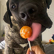 Dodge joined the competition — help win amazing prizes! dog, brindle_coat, licking, lollipop, orange, hand, purple_nail_polish, indoor, pet, playful, tongue, close_up, cute, animal, bedroom, person, paw, fun, candid, domestic