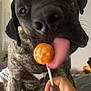 dog, brindle_coat, licking, lollipop, orange, hand, purple_nail_polish, indoor, pet, playful, tongue, close_up, cute, animal, bedroom, person, paw, fun, candid, domestic