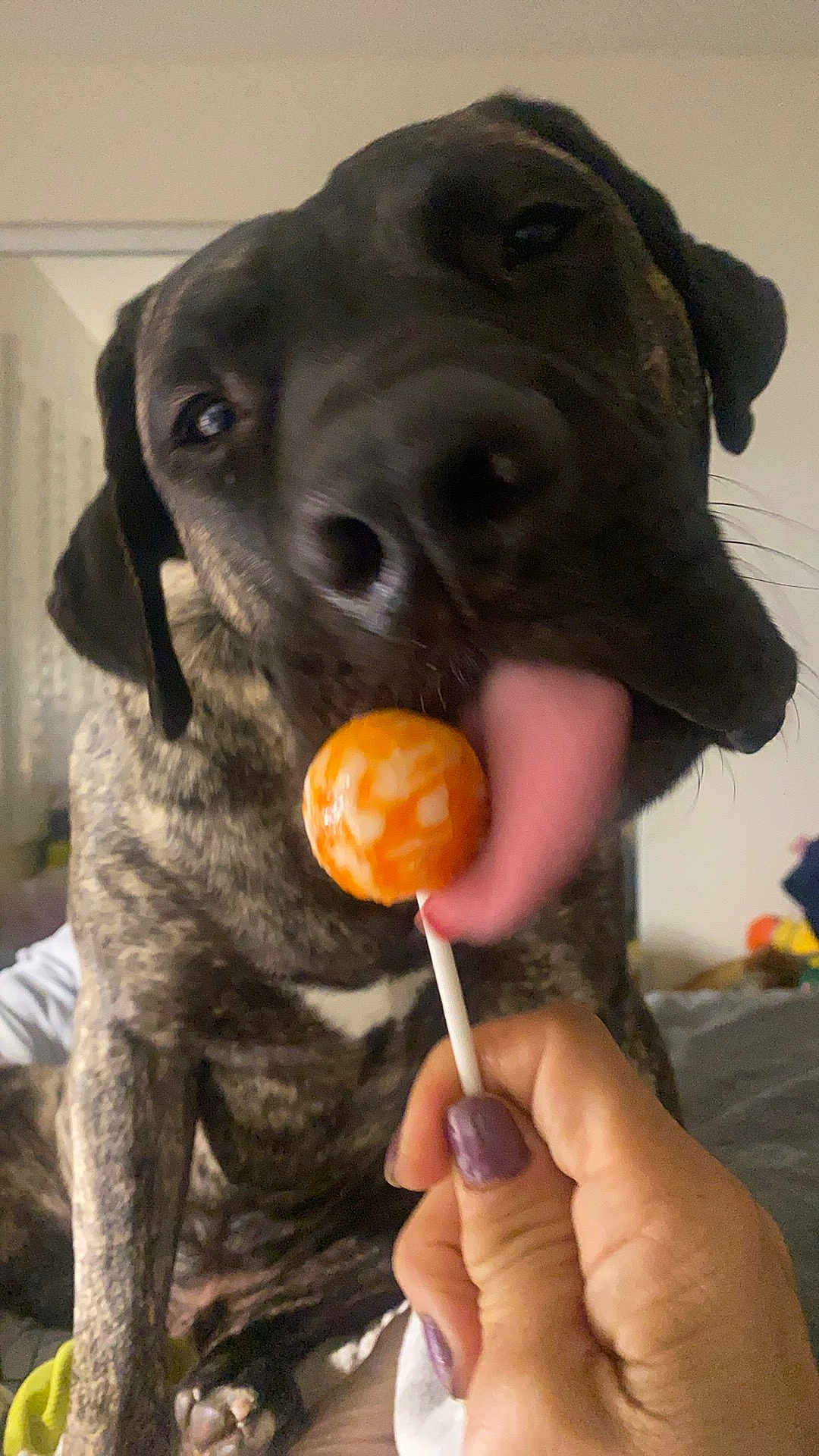 Dodge joined the competition — help win amazing prizes! dog, brindle_coat, licking, lollipop, orange, hand, purple_nail_polish, indoor, pet, playful, tongue, close_up, cute, animal, bedroom, person, paw, fun, candid, domestic