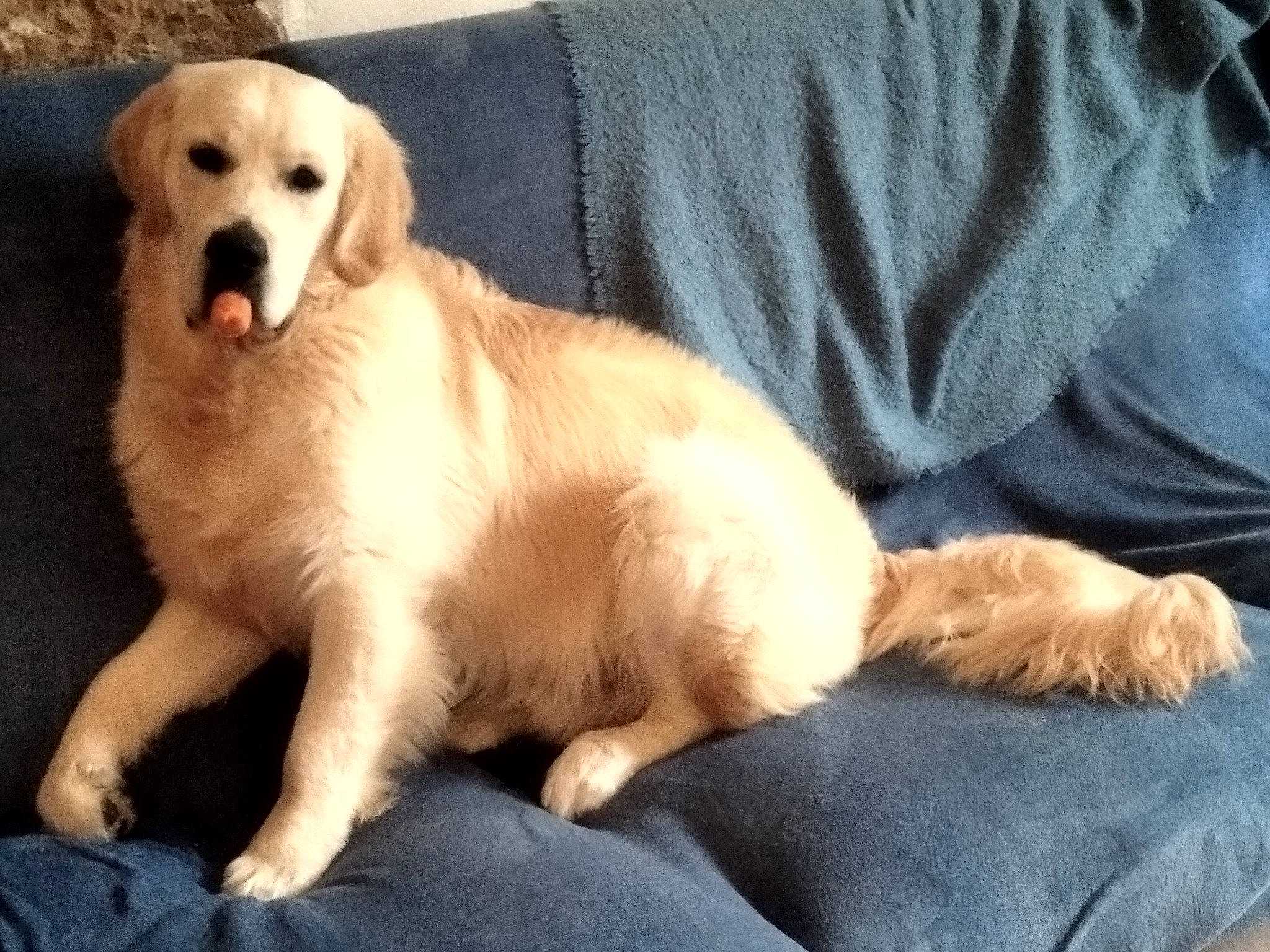 Ulko participe au concours pour gagner de l'argent avec cette photo : ancient_dog_breeds, carnivore, comfort, companion_dog, dog, dog_breed, fawn, fur, golden_retriever, gun_dog, labrador_retriever, paw, plant, snout, sporting_group, terrestrial_animal, tree, whiskers, working_animal