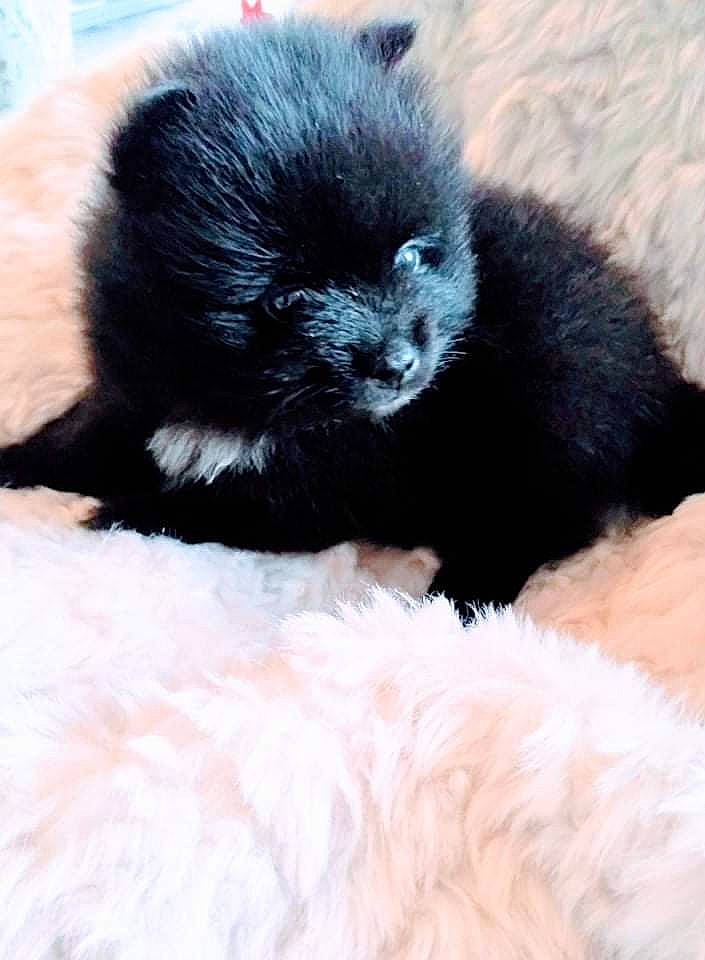 Tâche a rejoint le concours — aidez-le/la à gagner de superbes lots ! black_cat, bombay, canidae, carnivore, cat, claw, comfort, companion_dog, dog_breed, felidae, foot, fur, paw, small_to_medium_sized_cats, snout, tail, terrestrial_animal, whiskers