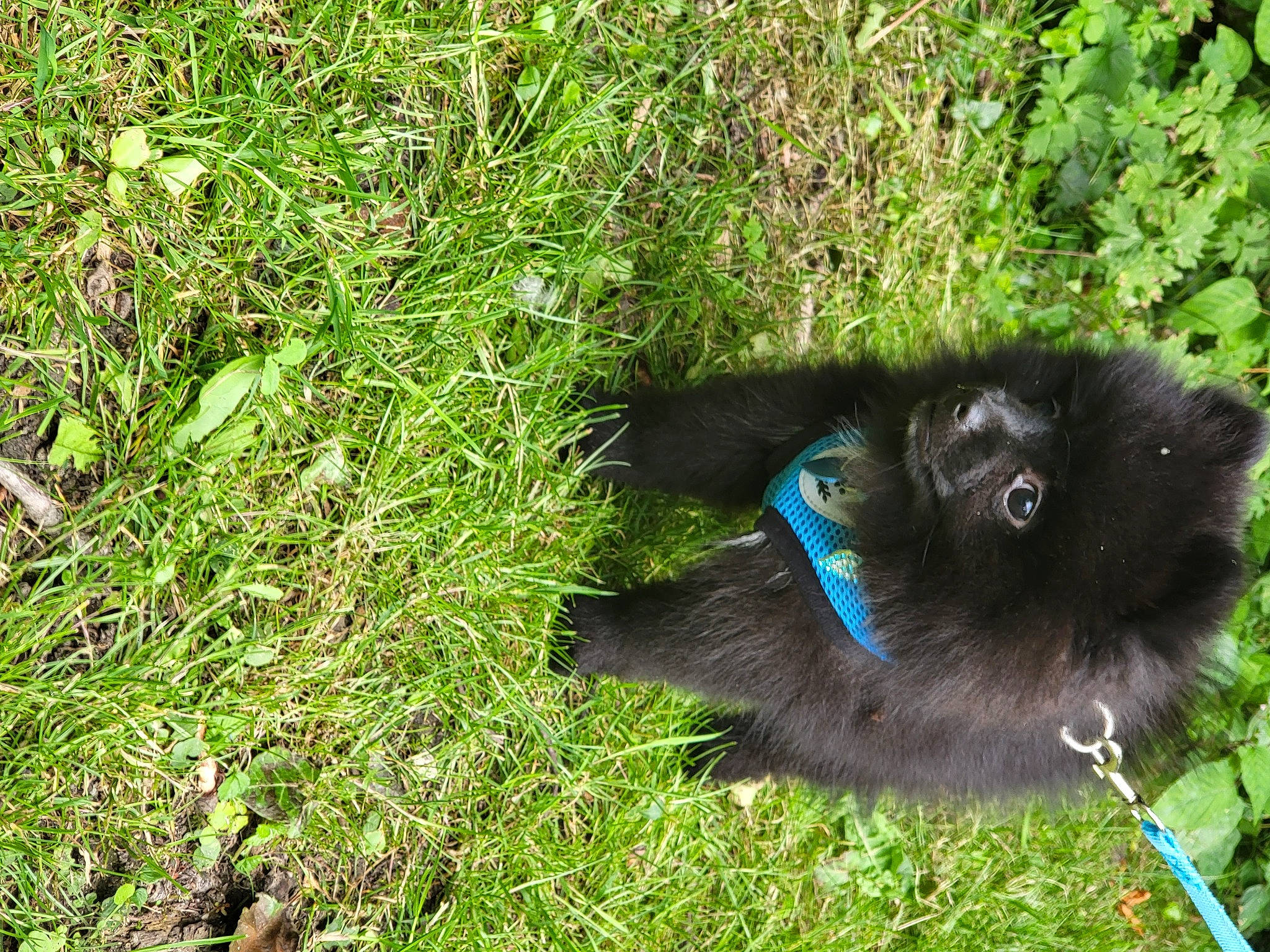 Tâche a rejoint le concours — aidez-le/la à gagner de superbes lots ! black_cat, canidae, carnivore, companion_dog, dog_breed, fawn, felidae, fur, grass, groundcover, liver, plant, small_to_medium_sized_cats, snout, soil, sporting_group, tail, terrestrial_animal, toy_dog, whiskers