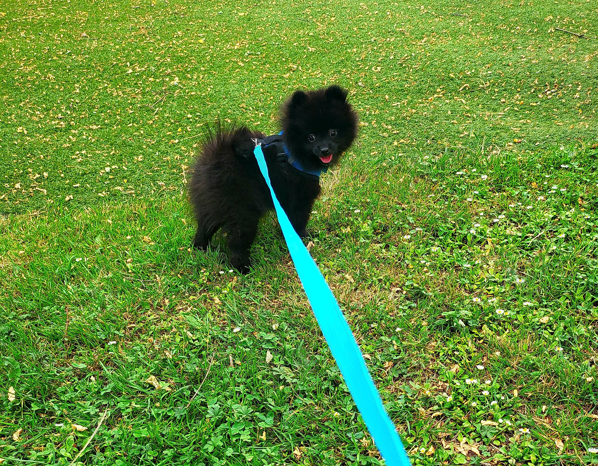 Tâche a rejoint le concours — aidez-le/la à gagner de superbes lots ! canidae, carnivore, cat, collar, companion_dog, dog_breed, electric_blue, felidae, grass, grassland, groundcover, herbaceous_plant, lawn, plant, shadow, shrub, small_to_medium_sized_cats, sporting_group, tail, terrestrial_animal