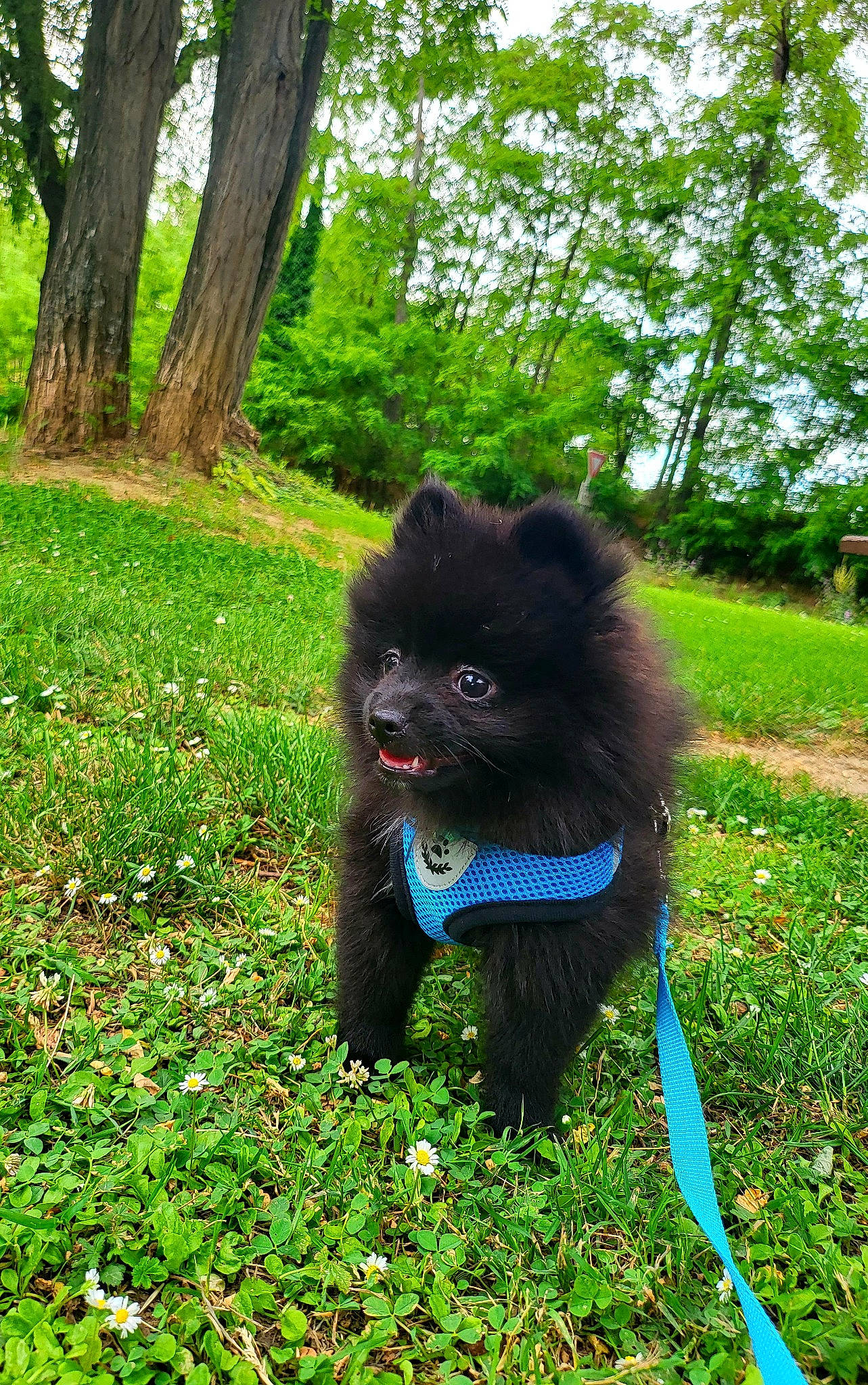 Tâche a rejoint le concours — aidez-le/la à gagner de superbes lots ! canidae, carnivore, collar, companion_dog, dog, dog_breed, dog_collar, electric_blue, fawn, fur, grass, green, groundcover, plant, snout, sporting_group, tail, terrestrial_animal, tree, working_animal