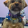 dog, small_dog, bandana, collar, grooming_table, indoor, pet, fur, cute, animal, purple, blue, brown, sign, leash, portrait, pet_grooming, face, ears, fur_texture
