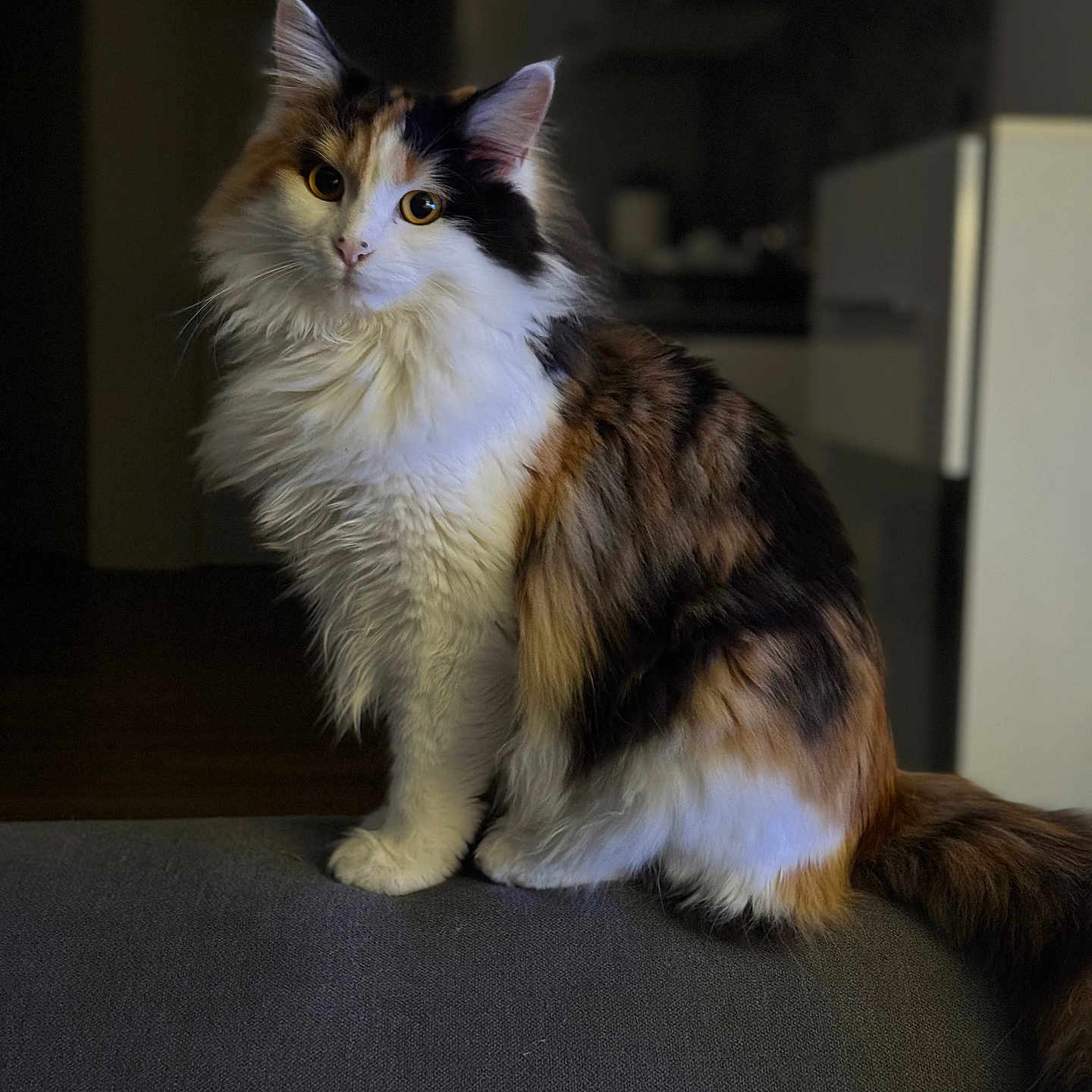 Hinata participe au concours pour gagner de l'argent avec cette photo : abyssinian, angora, animal, architecture, armchair, building, cat, chair, couch, furniture, hardwood, indoors, kitten, livingroom, manx, pet, room, shelf, siamese, wood