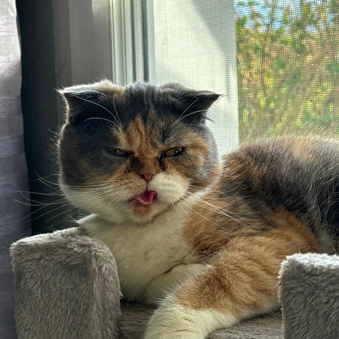 Vanille participe au concours pour gagner de l'argent avec cette photo : abyssinian, animal, architecture, armchair, bodypart, building, cat, chair, couch, furniture, homedecor, indoors, kitten, livingroom, manx, mouth, person, pet, room, tongue