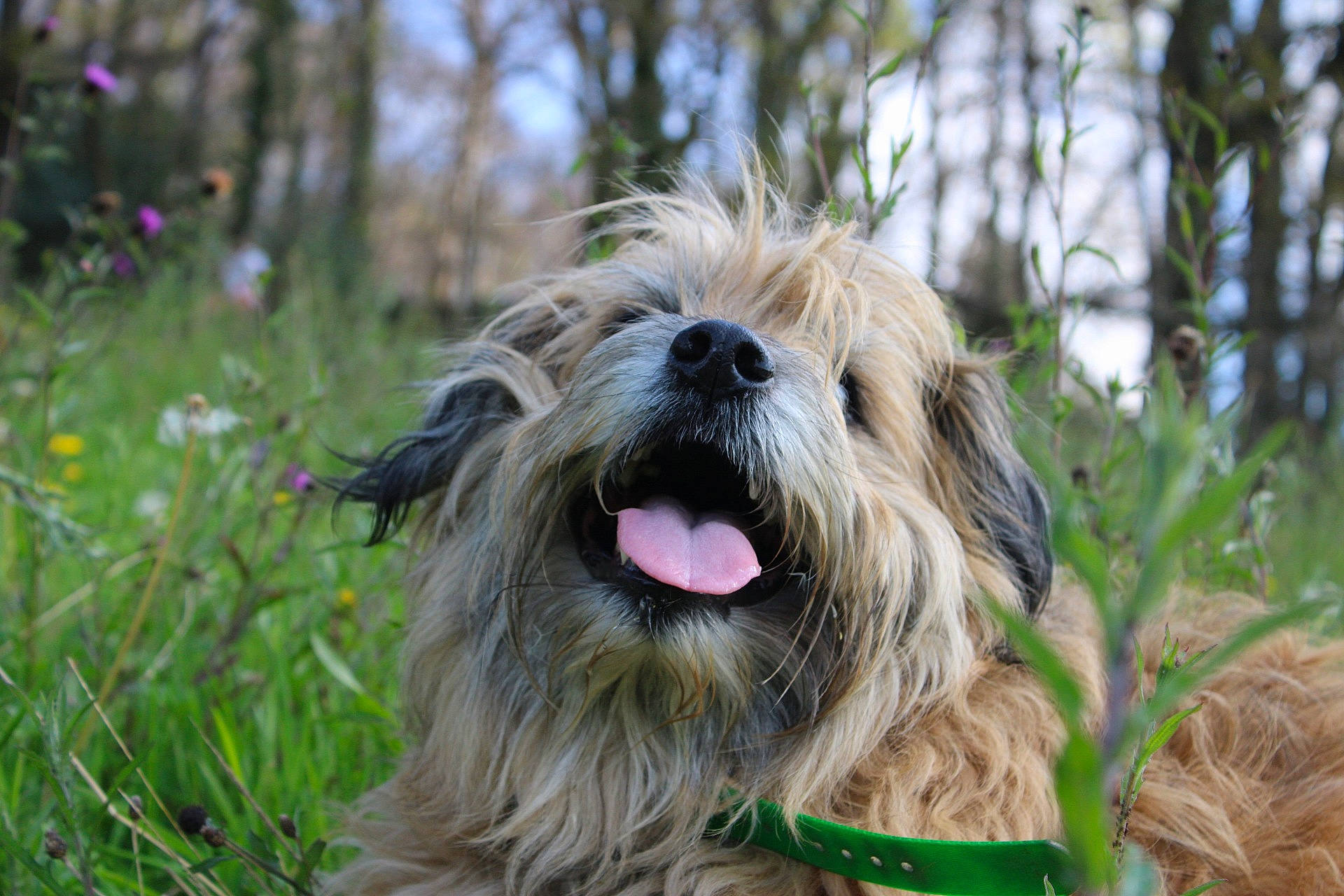 Zack participe au concours pour gagner de l'argent avec cette photo : bosnian_coarse_haired_hound, cairn_terrier, canidae, cao_da_serra_de_aires, carnivore, catalan_sheepdog, chinese_imperial_dog, dog, dog_breed, glen_of_imaal_terrier, lhasa_apso, mammal, pyrenean_shepherd, sapsali, small_terrier, sporting_group, sporting_lucas_terrier, terrier, tibetan_terrier, vertebrate