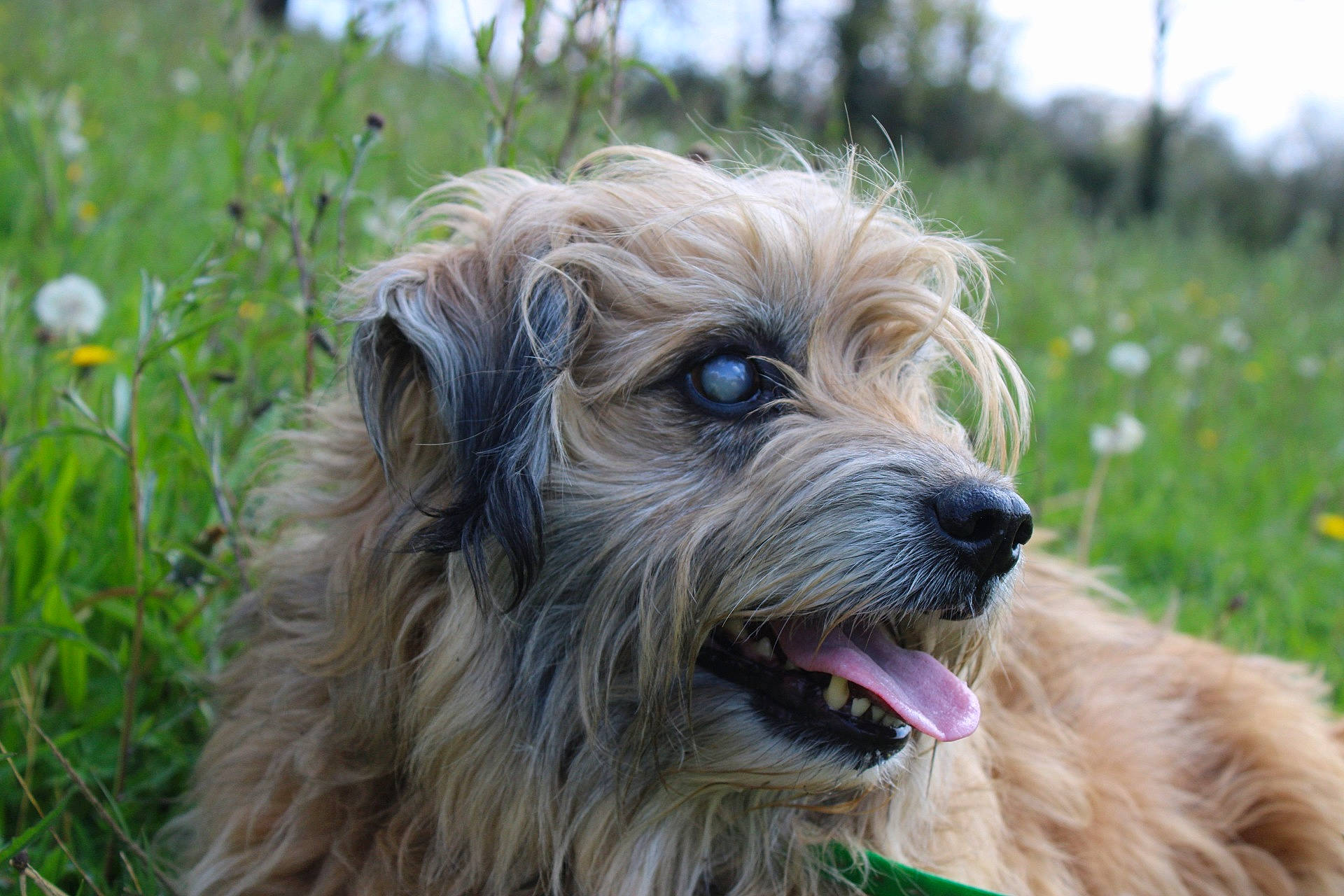Zack participe au concours pour gagner de l'argent avec cette photo : basque_shepherd_dog, bosnian_coarse_haired_hound, briard, canidae, carnivore, catalan_sheepdog, companion_dog, dog, dog_breed, dutch_smoushond, glen_of_imaal_terrier, irish_soft_coated_wheaten_terrier, mammal, otterhound, pyrenean_shepherd, sporting_group, sporting_lucas_terrier, styrian_coarse_haired_hound, terrier, vertebrate