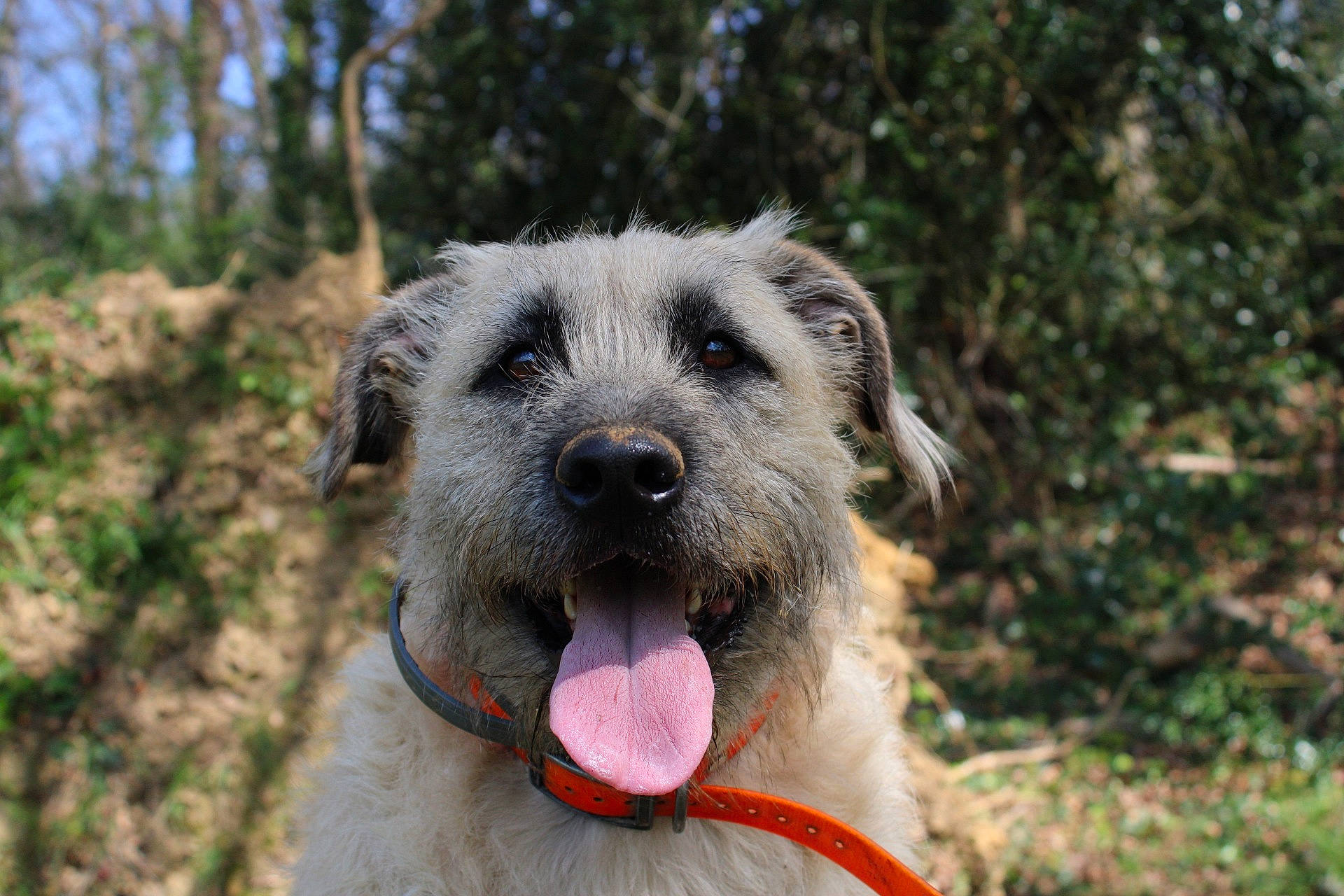 Bouly participe au concours pour gagner de l'argent avec cette photo : bouvier_des_ardennes, canidae, carnivore, dog, dog_breed, fawn, irish_wolfhound, kangal_dog, mammal, rare_breed_dog, snout, sporting_group, vertebrate