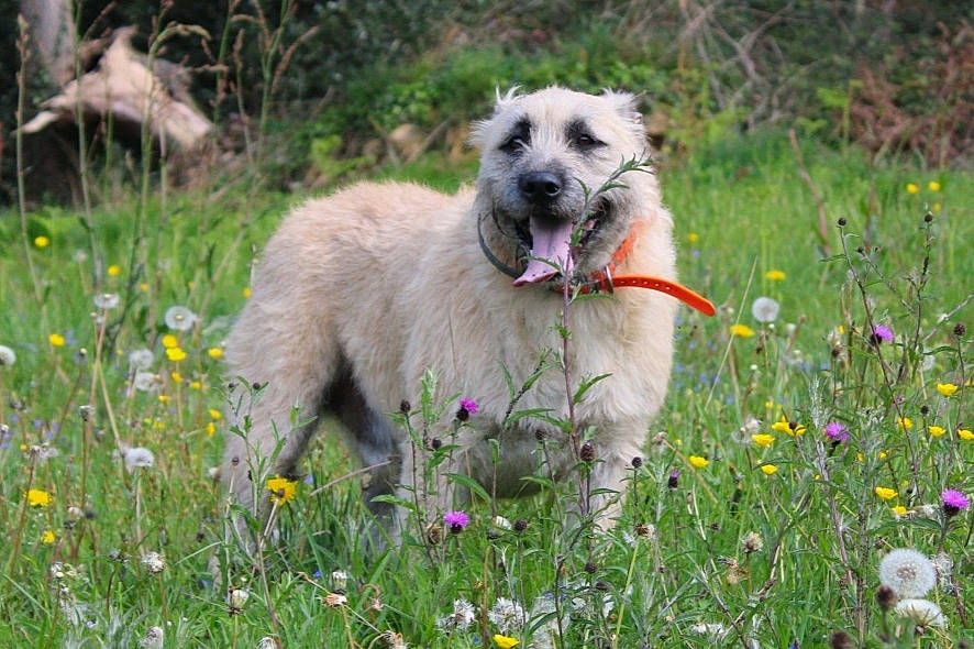 Bouly a rejoint le concours — aidez-le/la à gagner de superbes lots ! canidae, carnivore, carpathian_shepherd_dog, dog, dog_breed, fawn, flower, grass, irish_wolfhound, kangal_dog, mammal, meadow, plant, pyrenean_shepherd, rare_breed_dog, sporting_group, vertebrate, wildflower