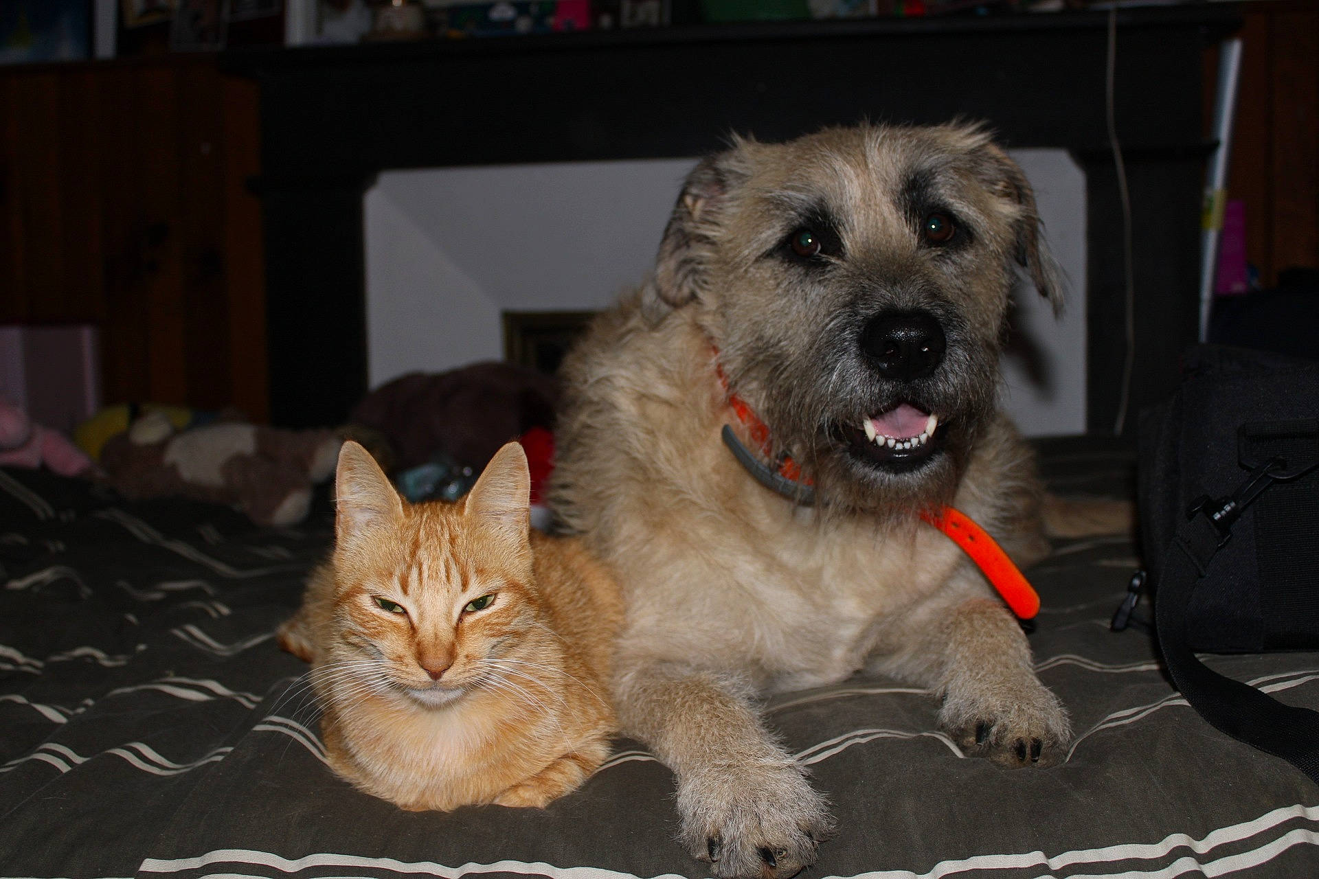 Bouly participe au concours pour gagner de l'argent avec cette photo : cairn_terrier, canidae, carnivore, cat, dog, dog_breed, fawn, felidae, glen_of_imaal_terrier, mammal, norfolk_terrier, puppy, rare_breed_dog, terrier, vertebrate, whiskers