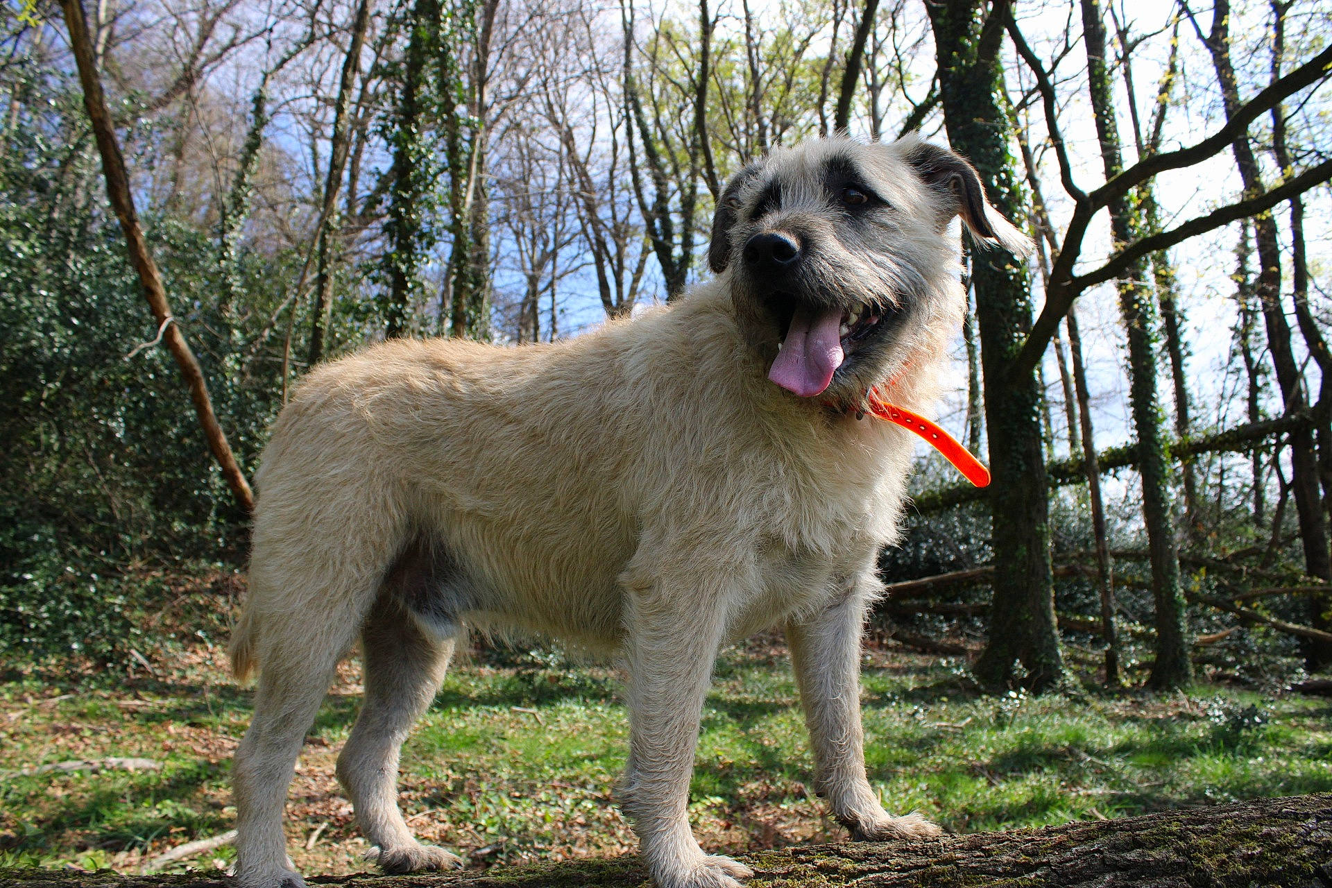 Bouly a rejoint le concours — aidez-le/la à gagner de superbes lots ! bouvier_des_ardennes, canidae, carnivore, carpathian_shepherd_dog, dog, dog_breed, irish_wolfhound, kangal_dog, livestock_guardian_dog, mammal, rare_breed_dog, romanian_mioritic_shepherd_dog, sporting_group, vertebrate