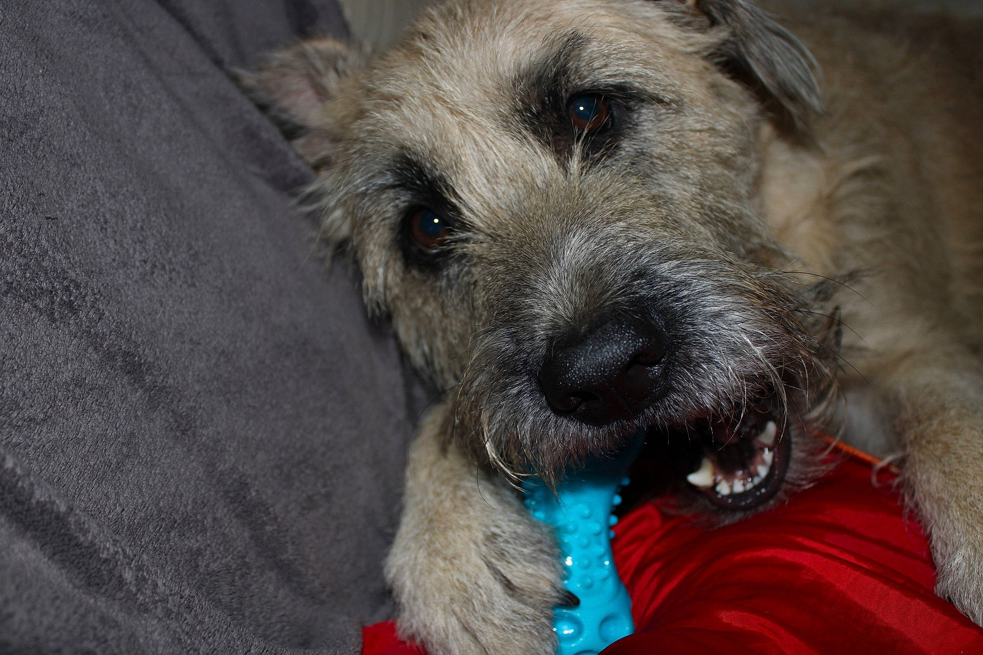 Bouly a rejoint le concours — aidez-le/la à gagner de superbes lots ! border_terrier, bouvier_des_ardennes, cairn_terrier, canidae, carnivore, companion_dog, dog, dog_breed, dutch_smoushond, irish_wolfhound, mammal, rare_breed_dog, small_terrier, snout, sporting_group, terrier, vertebrate