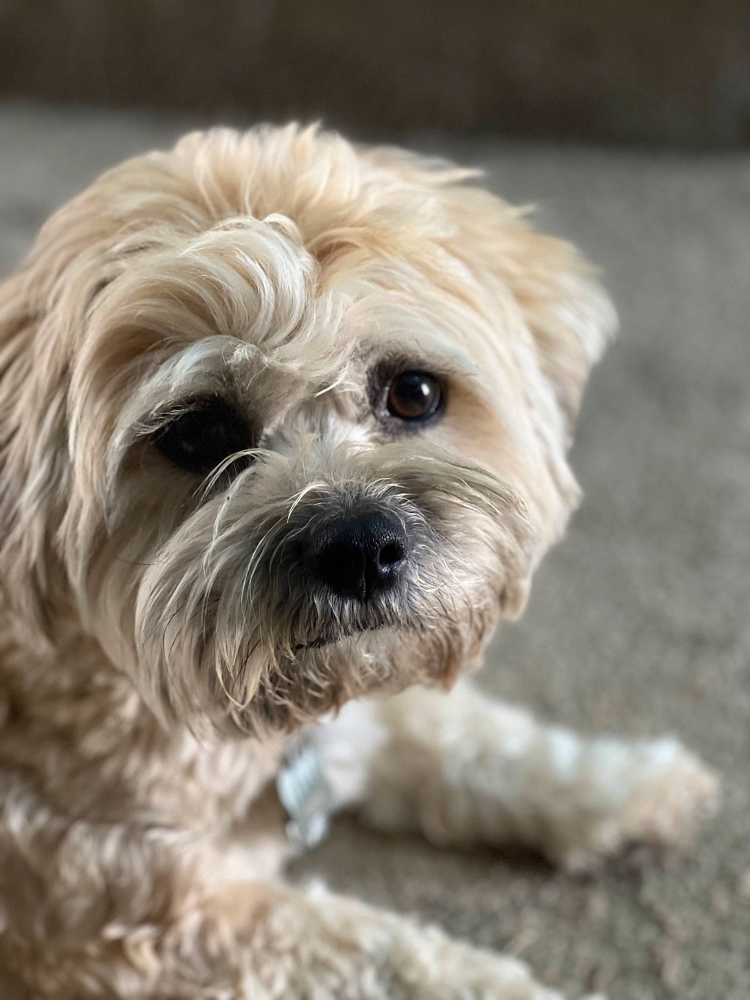 Teddy joined the competition — help win amazing prizes! canidae, carnivore, cockapoo, companion_dog, dog, dog_breed, eye, fur, liver, mal_shi, puppy_love, shih_poo, shih_tzu, small_terrier, snout, sporting_group, terrier, toy_dog, water_dog, working_animal