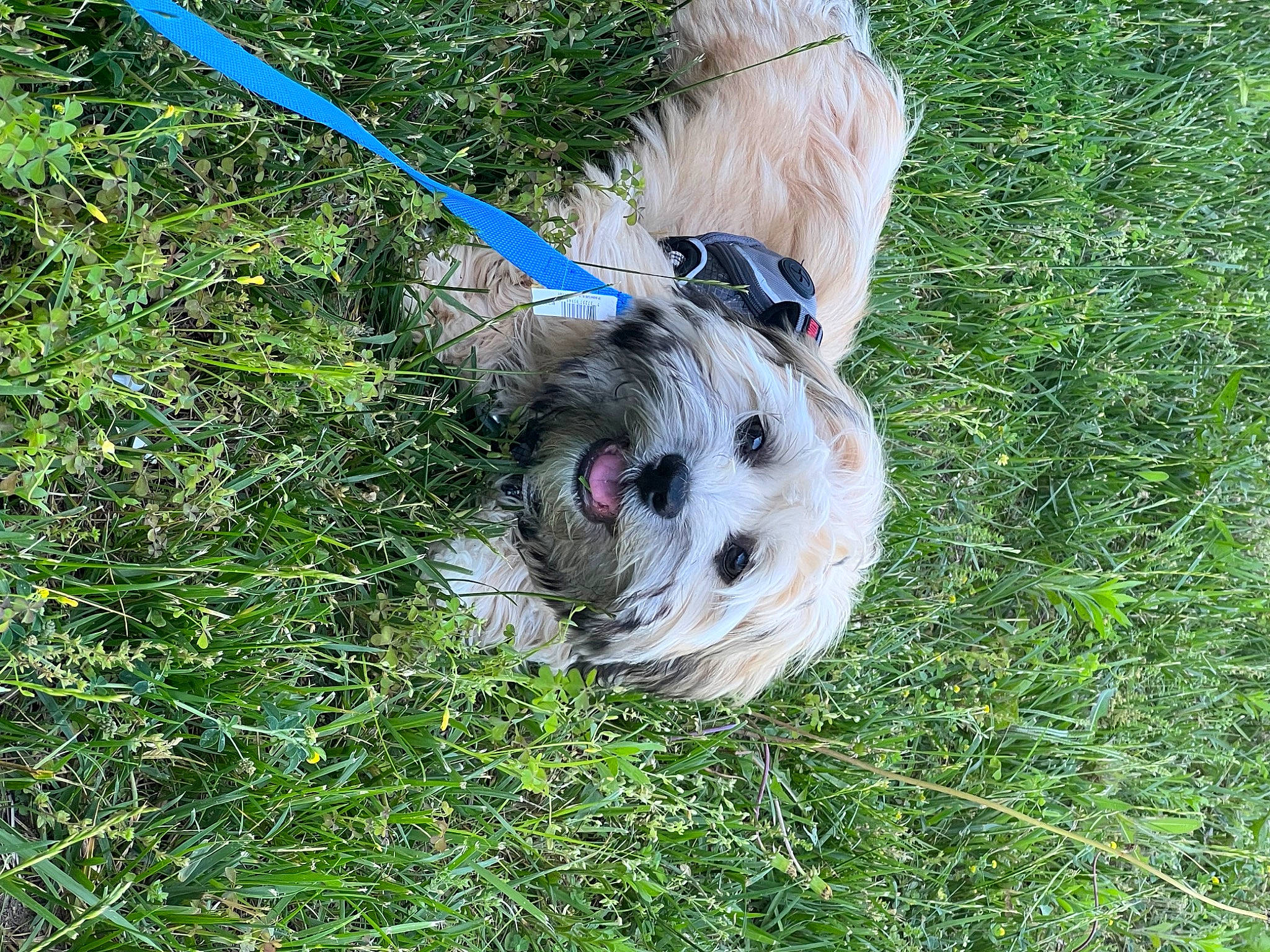 Teddy joined the competition — help win amazing prizes! canidae, carnivore, collar, companion_dog, dog, dog_breed, dog_collar, dog_supply, electric_blue, fashion_accessory, fawn, fur, grass, groundcover, leash, snout, sporting_group, tail, toy, toy_dog