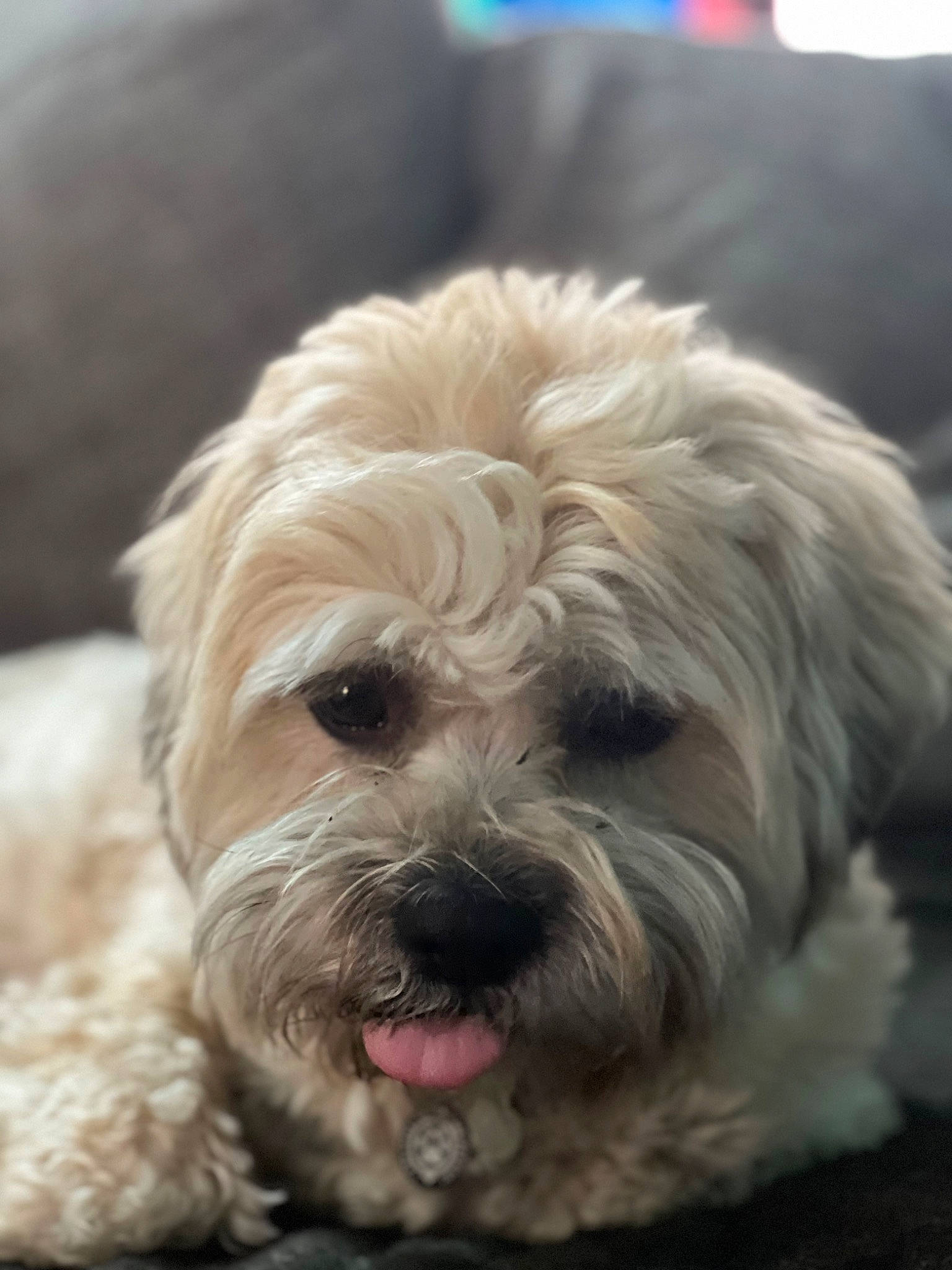 Teddy is registered to the contest to win money with this photo: canidae, carnivore, cockapoo, companion_dog, dog, dog_breed, dog_collar, fur, labradoodle, liver, maltepoo, puppy_love, shih_poo, small_terrier, snout, sporting_group, terrier, toy_dog, working_animal, yorkipoo