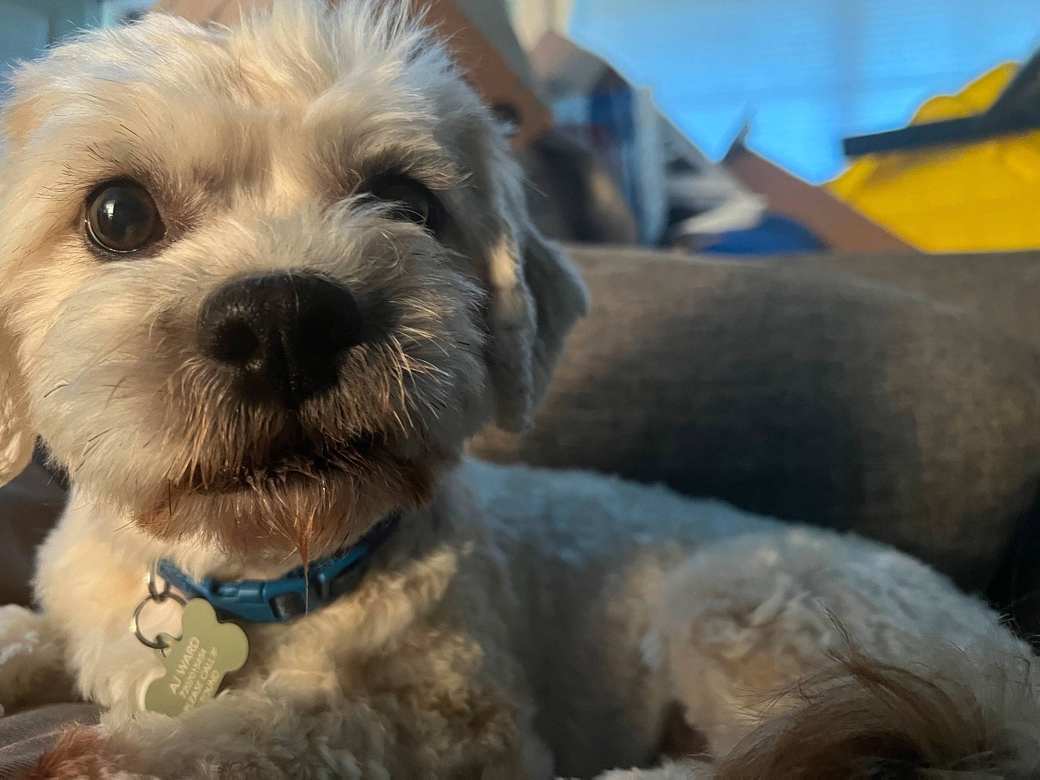 Teddy joined the competition — help win amazing prizes! canidae, carnivore, collar, companion_dog, dog, dog_breed, dog_collar, fur, labradoodle, maltepoo, non_sporting_group, paw, puppy_love, shih_poo, small_terrier, sporting_group, terrestrial_animal, terrier, toy_dog, working_animal