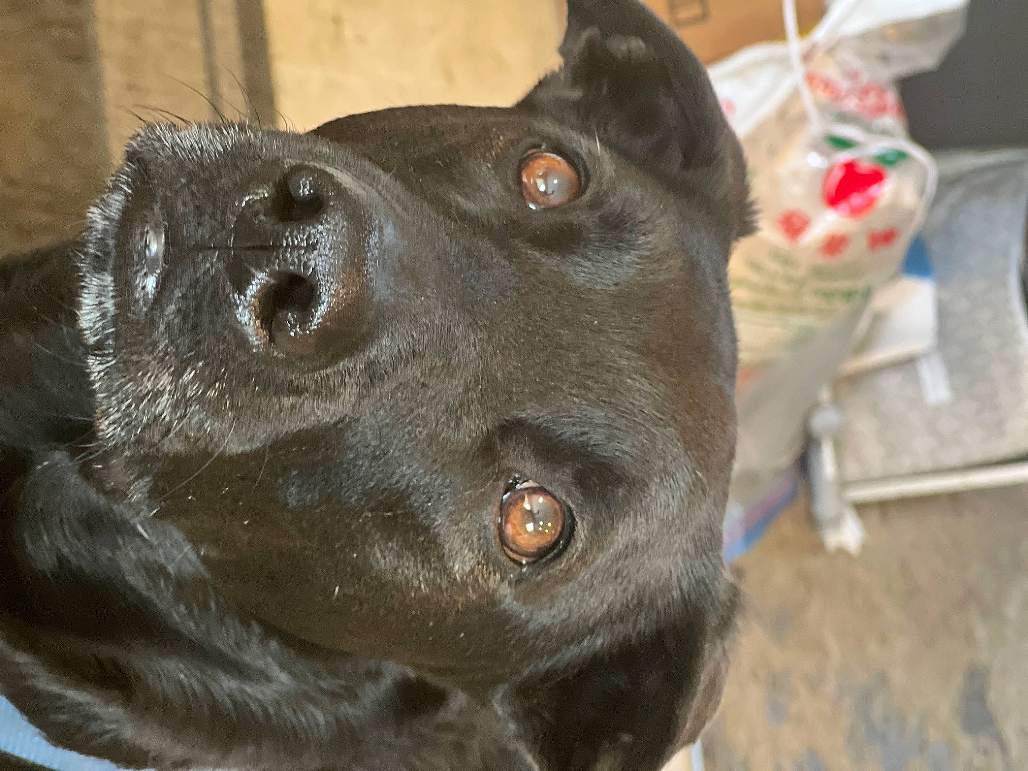 Luna joined the competition — help win amazing prizes! borador, canidae, carnivore, collar, companion_dog, dog, dog_breed, ear, fawn, fur, gun_dog, head, liver, mammal, pet_supply, snout, sporting_group, vertebrate, whiskers, working_animal