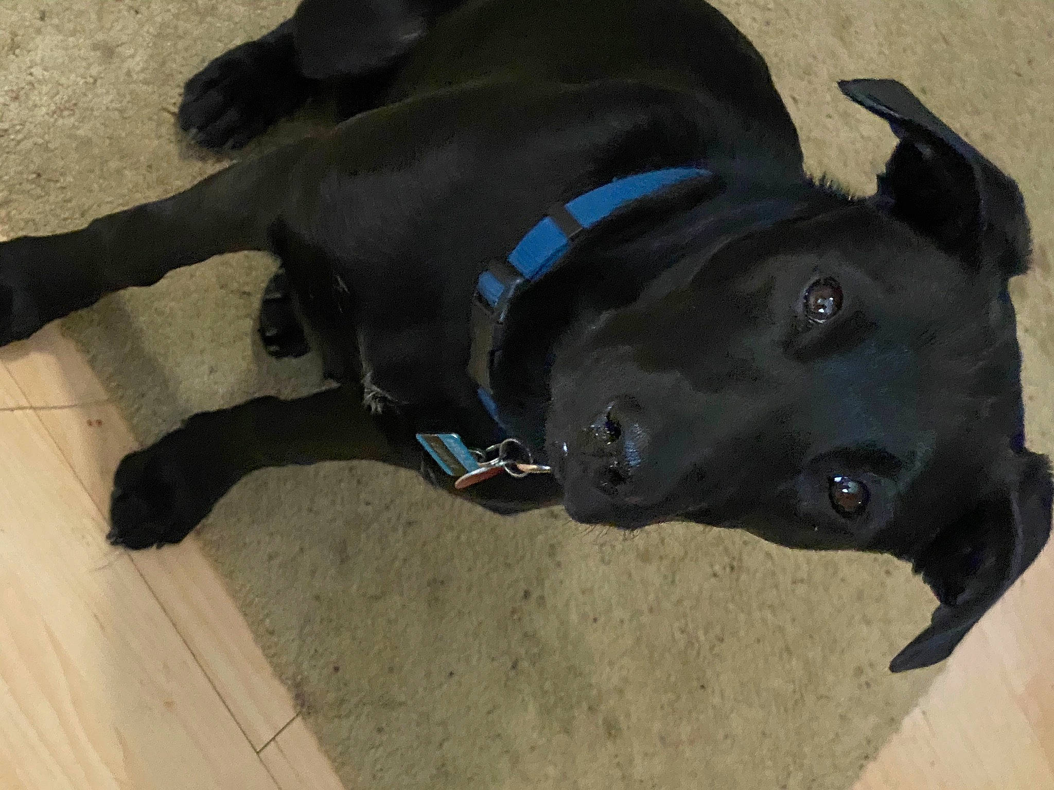 Luna joined the competition — help win amazing prizes! borador, canidae, carnivore, collar, companion_dog, dog, dog_breed, dog_collar, dog_supply, electric_blue, fashion_accessory, fawn, leash, non_sporting_group, personal_protective_equipment, pet_supply, sculpture, snout, sporting_group, working_animal