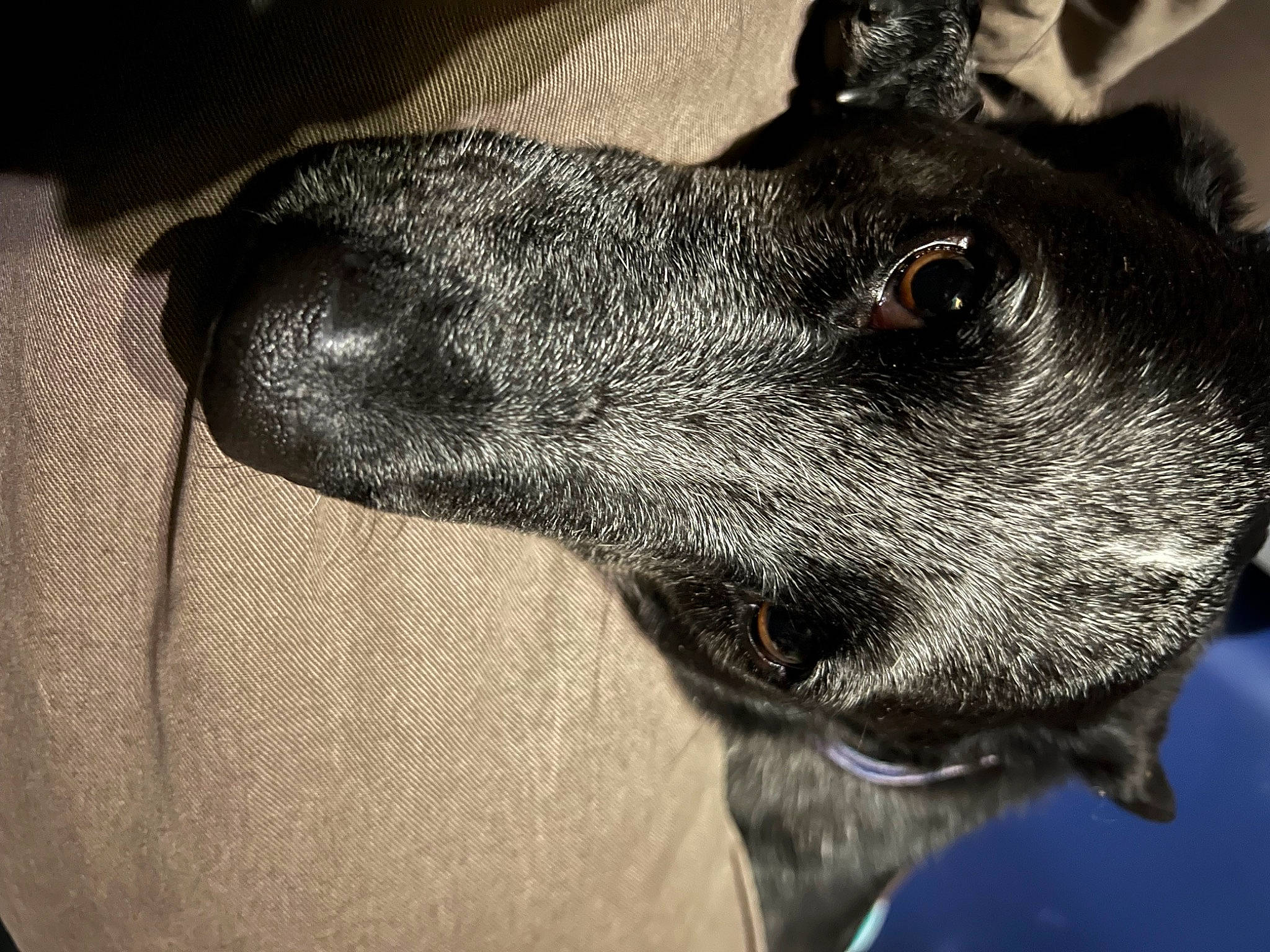 Oreo joined the competition — help win amazing prizes! borador, canidae, carnivore, collar, companion_dog, dog, dog_breed, dog_collar, ear, eye, fawn, fur, guard_dog, jaw, paw, snout, sporting_group, whiskers, working_animal, working_dog