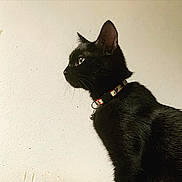 Elune participe au concours pour gagner de l'argent avec cette photo : alert, animal, bell, black_cat, cat, closeup, collar, curious, domestic_cat, ears, feline, fur, indoor, pet, portrait, profile, side_view, texture, wall, whiskers