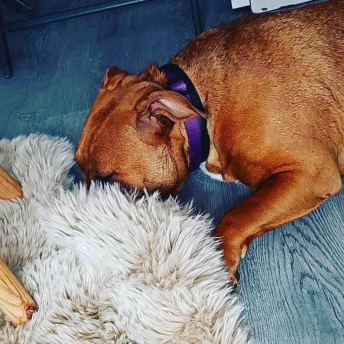 Shania a rejoint le concours — aidez-le/la à gagner de superbes lots ! basket, bedtime, canidae, carnivore, comfort, companion_dog, dog, dog_breed, dog_supply, fawn, felidae, fur, linens, liver, nap, pet_supply, snout, sporting_group, whiskers, working_animal