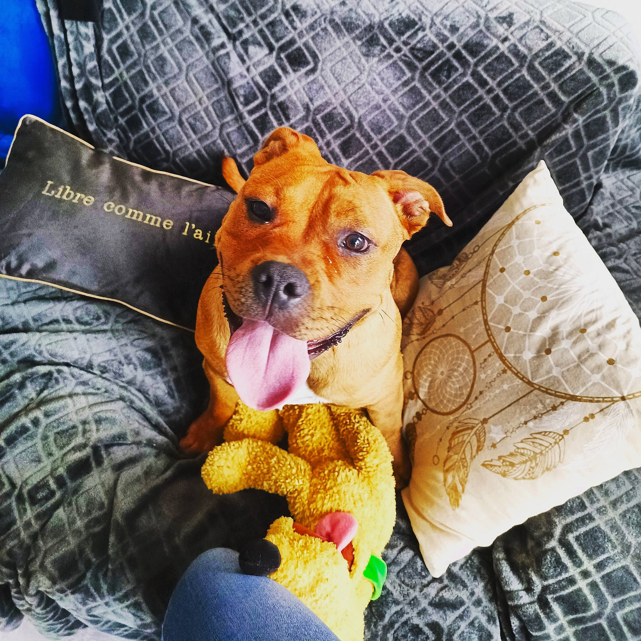Shania a rejoint le concours — aidez-le/la à gagner de superbes lots ! bed, bedding, canidae, carnivore, comfort, companion_dog, dog, dog_breed, dog_supply, fawn, happy, jeans, linens, pillow, snout, sporting_group, textile, throw_pillow, whiskers, working_animal