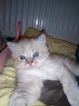 Chanel a rejoint le concours — aidez-le/la à gagner de superbes lots ! asian, asian_semi_longhair, british_longhair, carnivore, cat, cymric, domestic_long_haired_cat, fawn, felidae, himalayan, kitten, mammal, norwegian_forest_cat, persian, ragdoll, siberian, small_to_medium_sized_cats, turkish_angora, vertebrate, whiskers