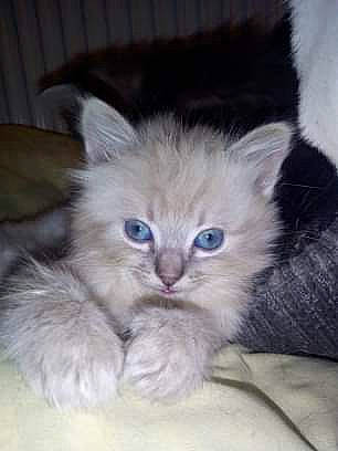 Chanel a rejoint le concours — aidez-le/la à gagner de superbes lots ! asian_semi_longhair, british_longhair, british_semi_longhair, carnivore, cat, domestic_long_haired_cat, fawn, felidae, kitten, mammal, norwegian_forest_cat, persian, ragamuffin, ragdoll, siberian, small_to_medium_sized_cats, vertebrate, whiskers