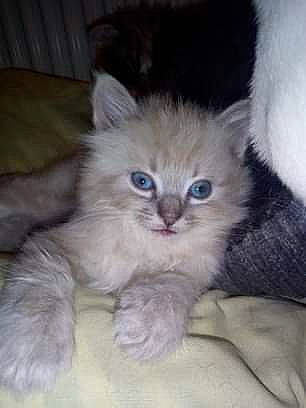 Chanel participe au concours pour gagner de l'argent avec cette photo : asian_semi_longhair, birman, british_longhair, british_semi_longhair, carnivore, cat, domestic_long_haired_cat, fawn, felidae, kitten, mammal, norwegian_forest_cat, ojos_azules, persian, ragdoll, siberian, small_to_medium_sized_cats, vertebrate, whiskers