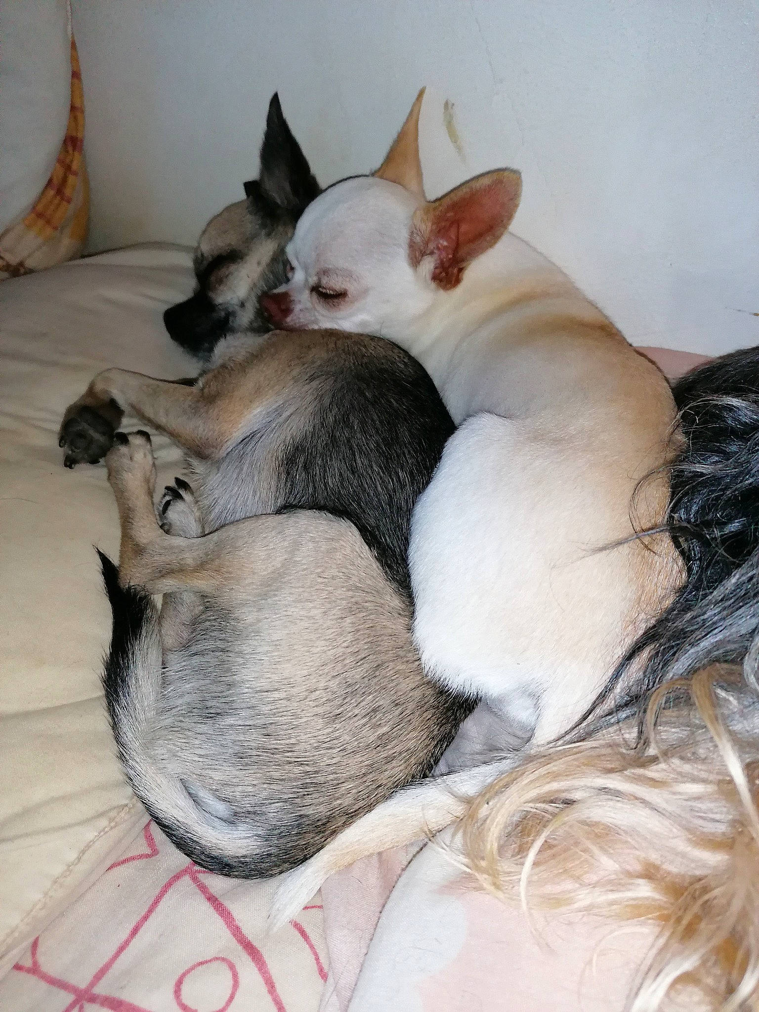 Millord a rejoint le concours — aidez-le/la à gagner de superbes lots ! canidae, carnivore, cat, chihuahua, companion_dog, cornish_rex, dog, dog_breed, fawn, felidae, kitten, mammal, nap, singapura, small_to_medium_sized_cats, snout, vertebrate, whiskers