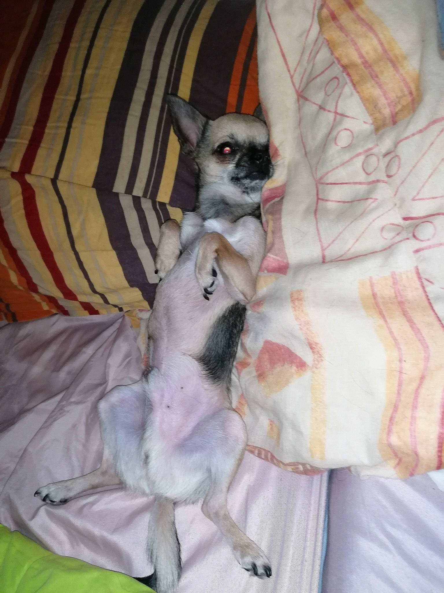 Millord a rejoint le concours — aidez-le/la à gagner de superbes lots ! canidae, carnivore, chihuahua, companion_dog, dog, dog_breed, fawn, mammal, puppy, toy_dog, vertebrate