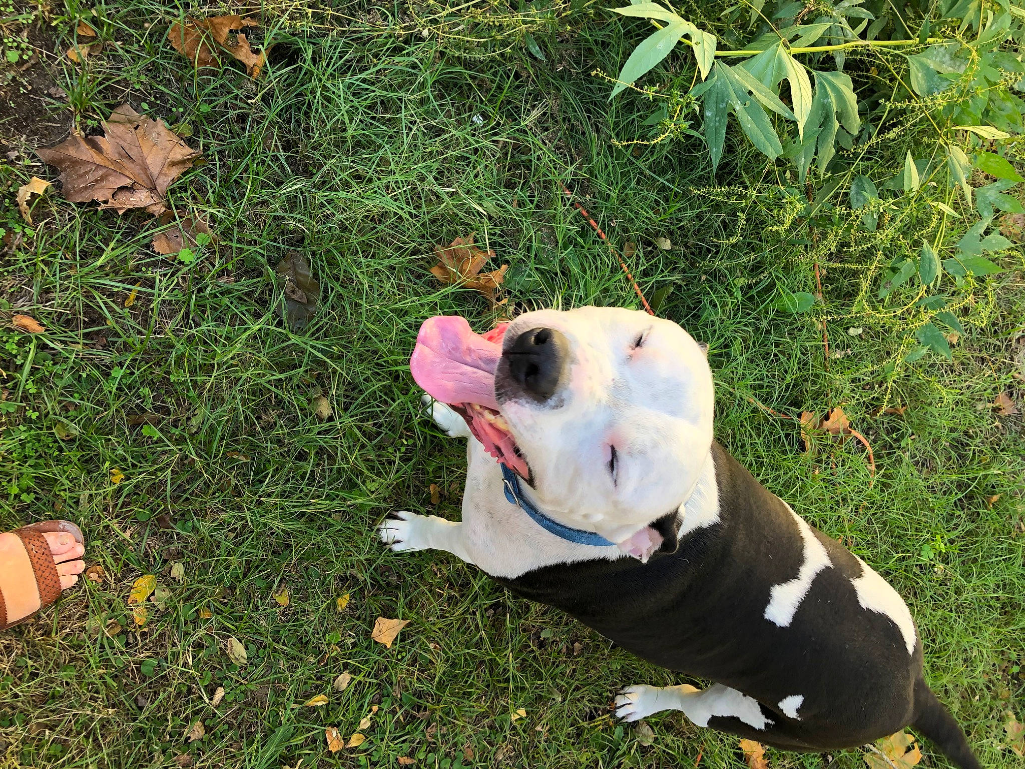 Dozer joined the competition — help win amazing prizes! canidae, carnivore, companion_dog, dog, dog_breed, fawn, fur, grass, guard_dog, molosser, non_sporting_group, paw, people_in_nature, plant, sporting_group, tail, toy, tree, working_animal, working_dog