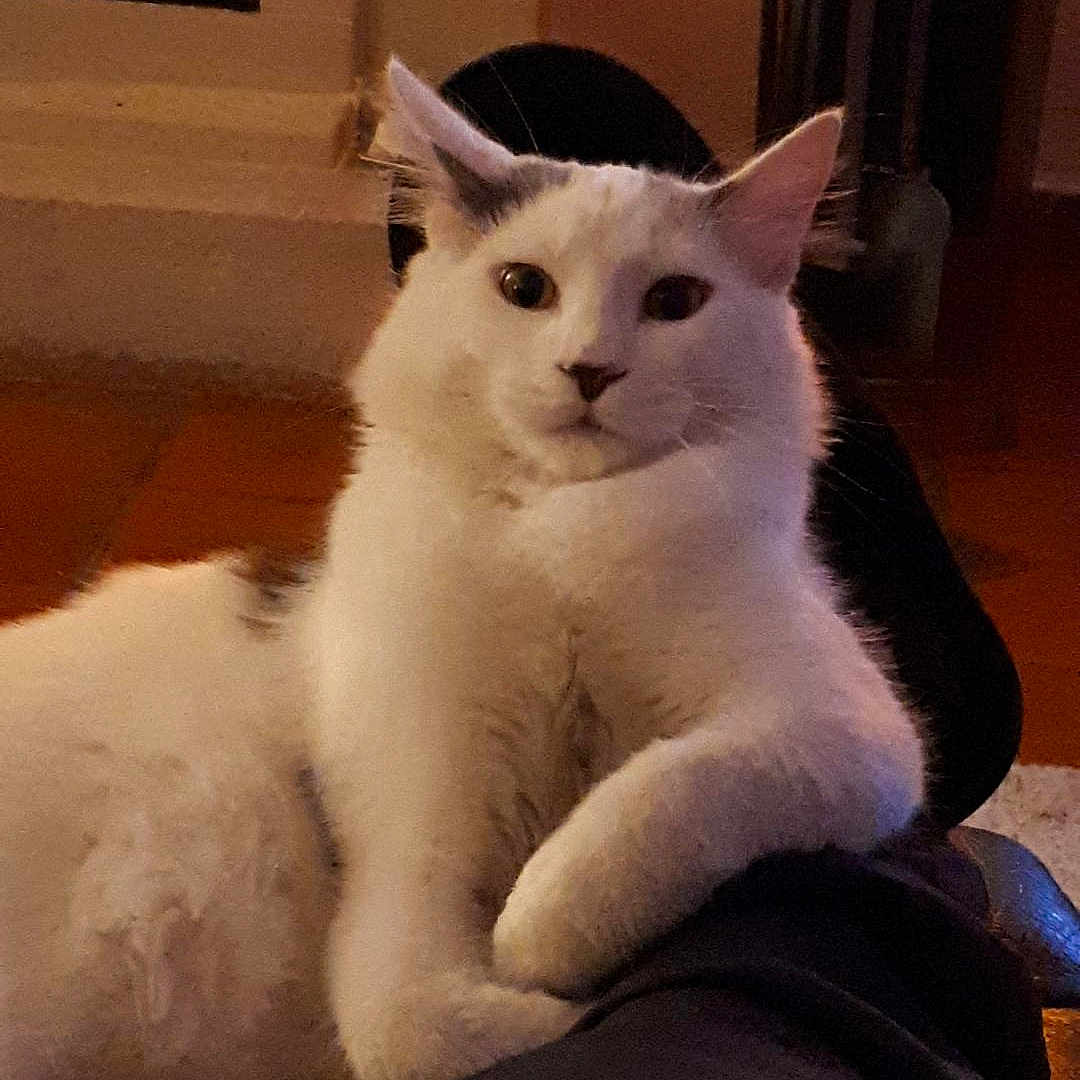 Zoe a rejoint le concours — aidez-le/la à gagner de superbes lots ! animal, cat, close_up, companion, cozy, curious, cute, domestic_animal, feline, floor, fur, home, indoor, paw, person_leg, pet, relaxed, resting, warm_lighting, white_cat