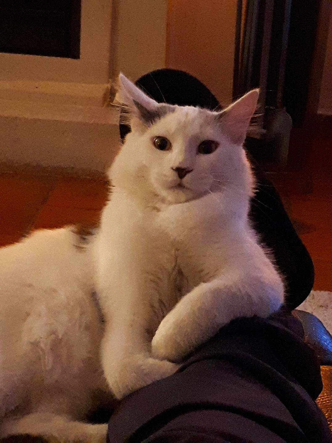 Zoe a rejoint le concours — aidez-le/la à gagner de superbes lots ! cat, white_cat, pet, indoor, fur, animal, paw, relaxed, curious, person_leg, cozy, warm_lighting, floor, home, domestic_animal, feline, resting, close_up, companion, cute