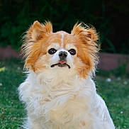 Jolanta Grosdemange a rejoint le concours — aidez-le/la à gagner de superbes lots ! dog, small_dog, fluffy, white_fur, light_brown_fur, sitting, grass, flowers, outdoor, pet, cute, animal, canine, tongue_out, fur, nature, blurred_background, portrait, calm, daylight