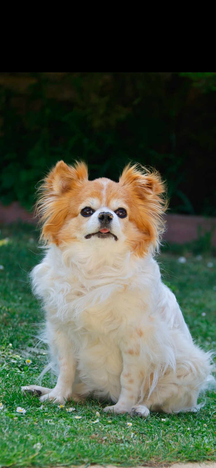 Jolanta Grosdemange a rejoint le concours — aidez-le/la à gagner de superbes lots ! dog, small_dog, fluffy, white_fur, light_brown_fur, sitting, grass, flowers, outdoor, pet, cute, animal, canine, tongue_out, fur, nature, blurred_background, portrait, calm, daylight