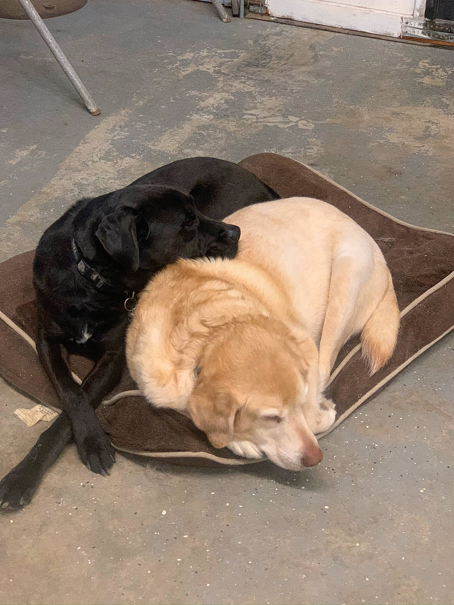 Cash is registered to the contest to win money with this photo: carnivore, comfort, companion_dog, dog, dog_breed, fawn, fur, liver, mammal, nap, pet_supply, puppy, road_surface, sleep, sporting_group, street_dog, tail, terrestrial_animal, wood, working_animal