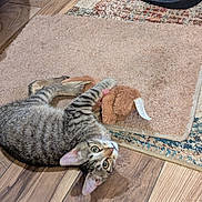 Frisky joined the competition — help win amazing prizes! cat, tabby_cat, toy, stuffed_animal, rug, floor, wood_floor, indoor, pet, playful, curious, animal, feline, ears, whiskers, claws, paws, looking_up, domestic_cat, close_up