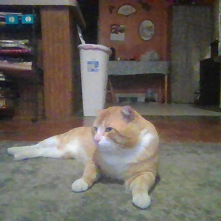 Morris