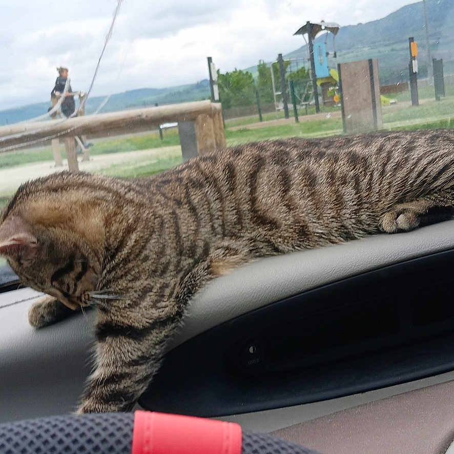 Héra a rejoint le concours — aidez-le/la à gagner de superbes lots ! animal_crossing_sign, car_interior, cat, cloudy_sky, curious, dashboard, glass, grass, nature, outdoor, park, people, pet, relaxed, seatbelt, steering_wheel, striped, tabby, vehicle, walking