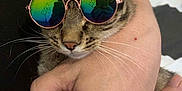 Héra participe au concours pour gagner de l'argent avec cette photo : arm, bed, bedding, casual, cat, close_up, cute, domestic_animal, feline, hand, holding, indoor, person, pet, reflection, resting, striped, sunglasses, tabby_cat, whiskers
